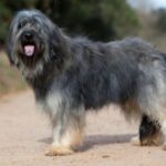 Katalansk Gjeterhund