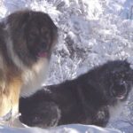 Kaukasisk Ovtcharka
