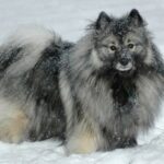 Keeshond