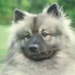 Keeshond