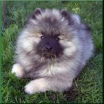 Keeshond