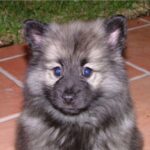 Keeshond