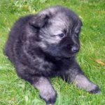 Keeshond