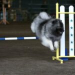 Keeshond
