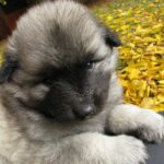 Keeshond