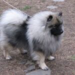 Keeshond