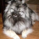 Keeshond