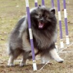 Keeshond