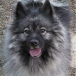 Keeshond