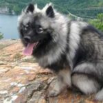 Keeshond