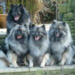 Keeshond