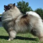 Keeshond