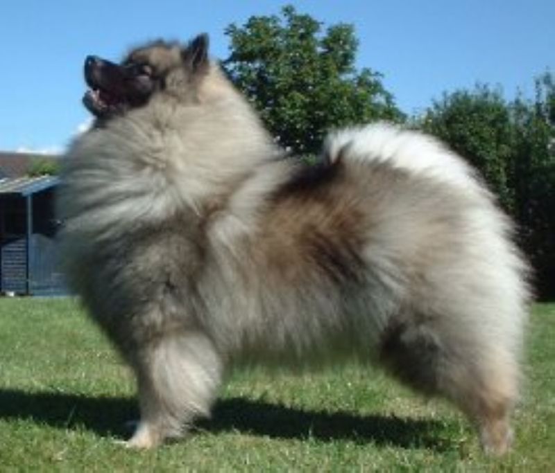 Keeshond