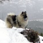 Keeshond