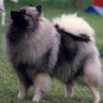 Keeshond