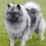 Keeshond