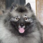 Keeshond