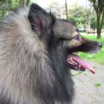 Keeshond