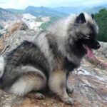 Keeshond
