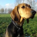 Kerry Beagle