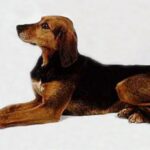 Kerry Beagle