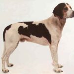 Kerry Beagle