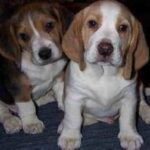 Kerry Beagle