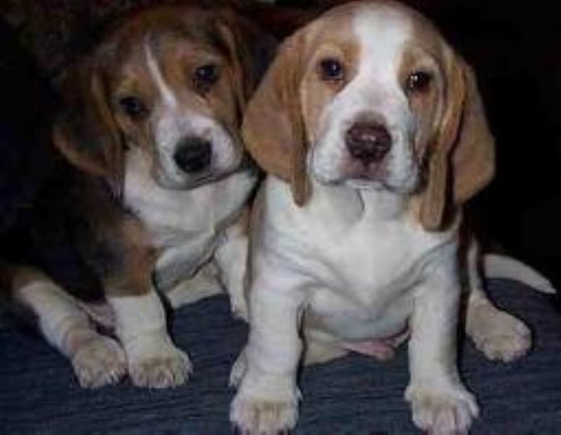 Kerry Beagle