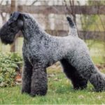 Kerry Blue Terrier