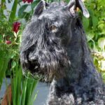 Kerry Blue Terrier