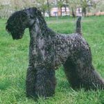 Kerry Blue Terrier