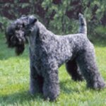 Kerry Blue Terrier