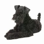Kerry Blue Terrier