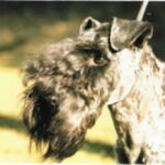 Kerry Blue Terrier