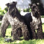 Kerry Blue Terrier