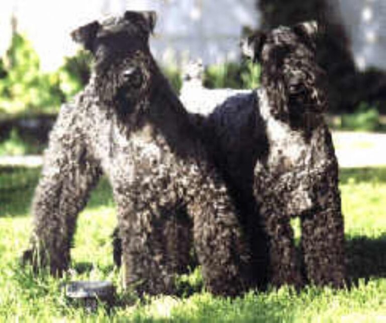 Kerry Blue Terrier
