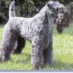 Kerry Blue Terrier