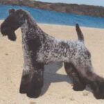Kerry Blue Terrier