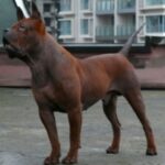 Kinesisk Chongqing hund