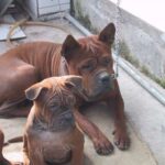 Kinesisk Chongqing hund