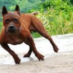Kinesisk Chongqing hund