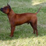 Kinesisk Chongqing hund