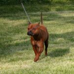 Kinesisk Chongqing hund