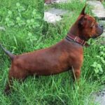 Kinesisk Chongqing hund