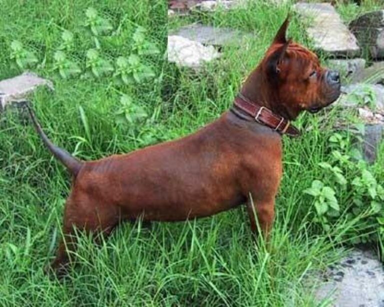 Kinesisk Chongqing hund