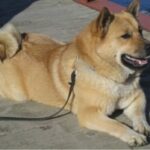 Kinesisk Foo hund