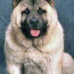 Kinesisk Foo hund