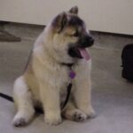 Kinesisk Foo hund
