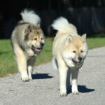 Kinesisk Foo hund