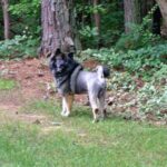 Kinesisk Foo hund